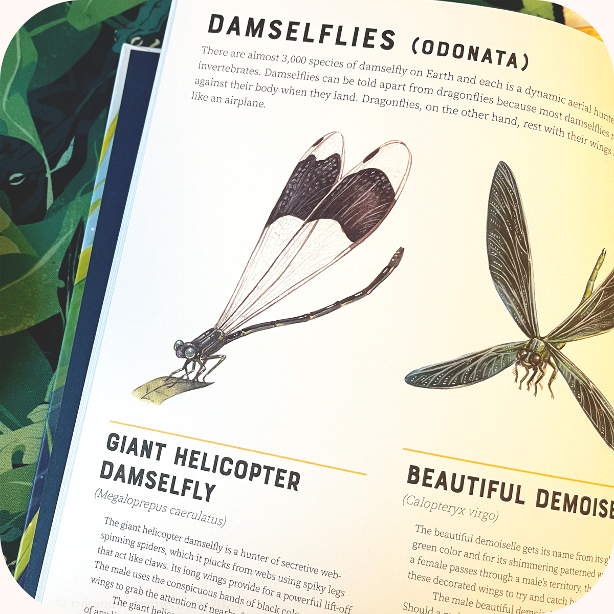 Giant Helicopter Damselfly ✦ Framed Illustration