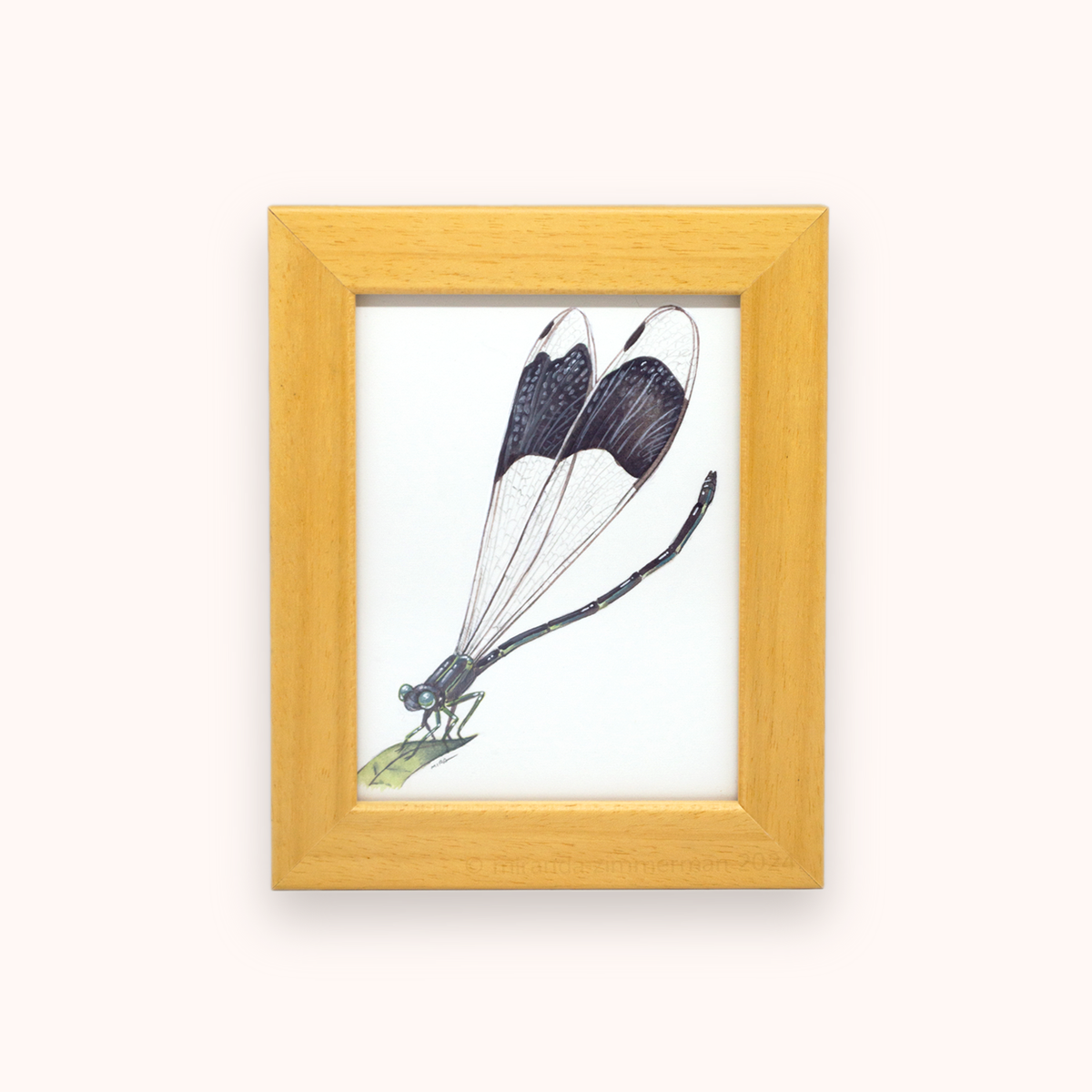 Giant Helicopter Damselfly ✦ Framed Illustration