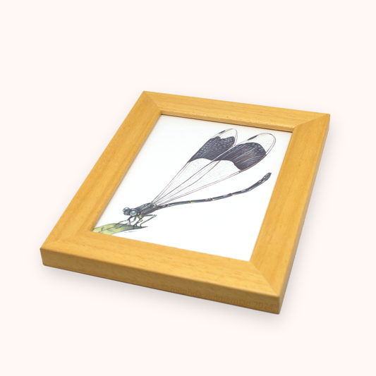 Giant Helicopter Damselfly ✦ Framed Illustration
