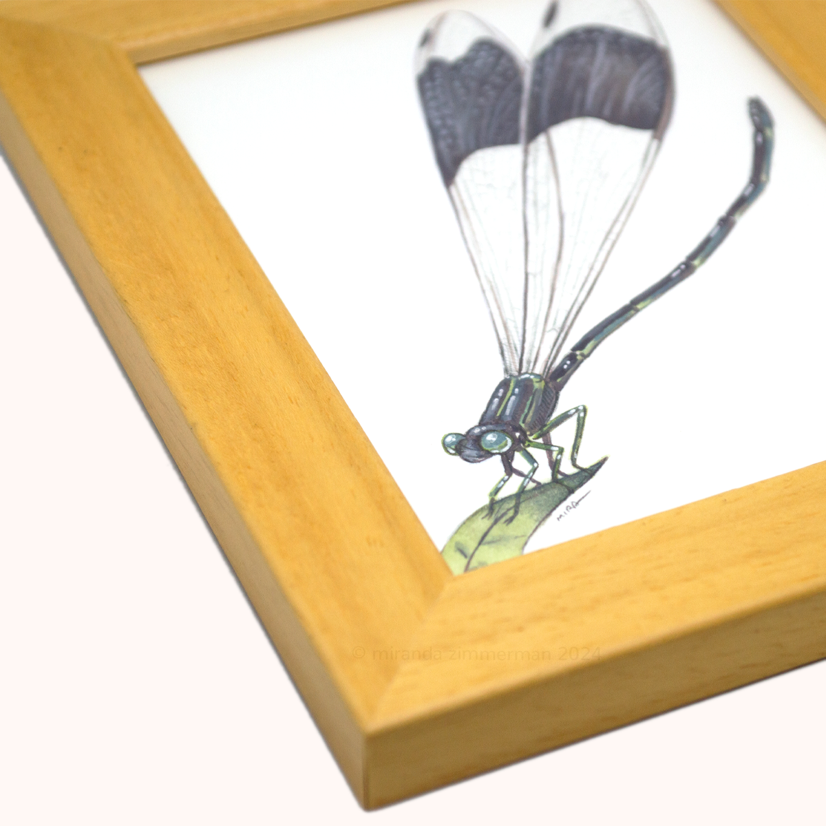 Giant Helicopter Damselfly ✦ Framed Illustration