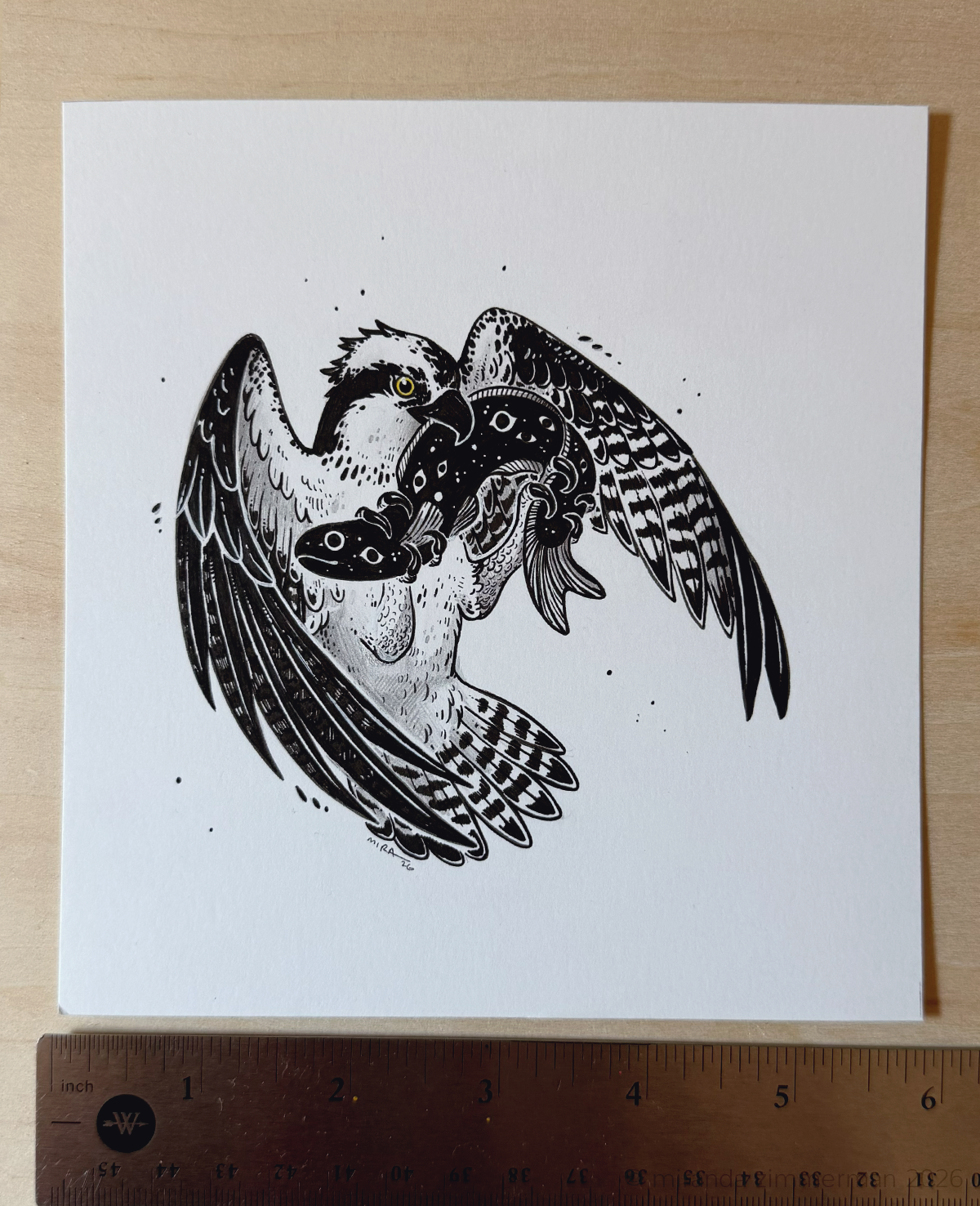 Osprey ✦ Original Illustration