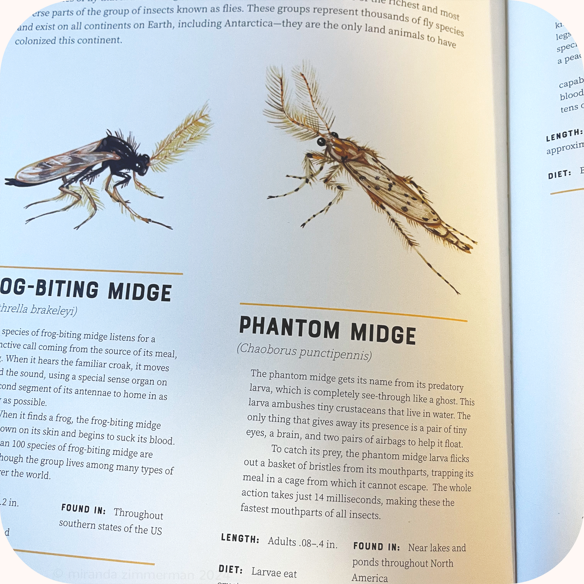 Phantom Midge ✦ Framed Illustration